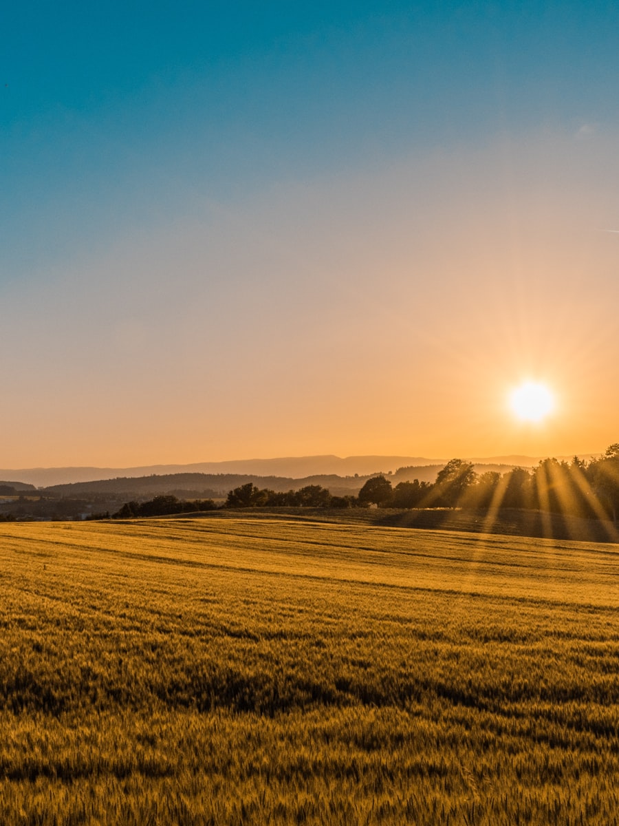 A golden field under a low evening sun