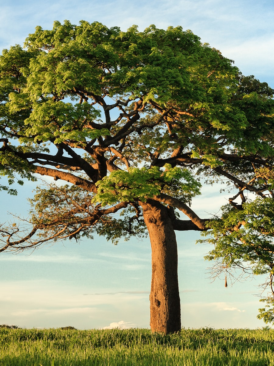 A lone tree standing in an open green field