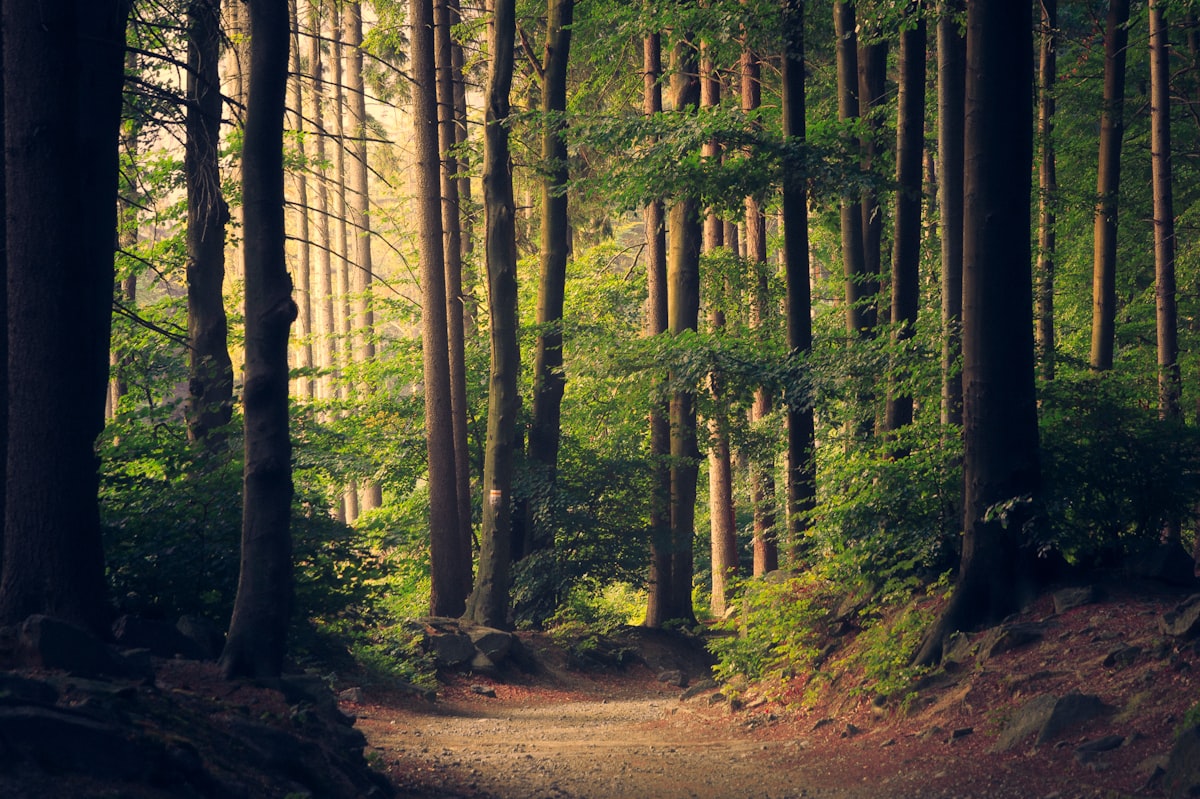 Morning light falling through a tall forest